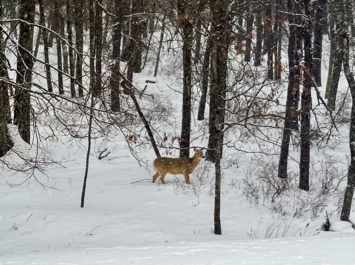 Wildlife
